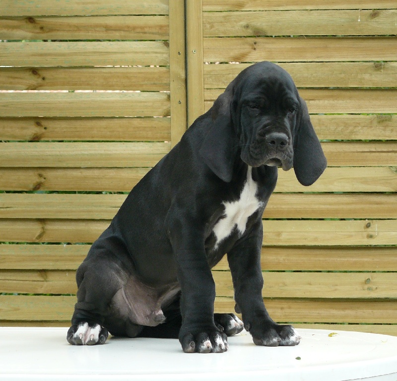 des Terres d'Abalone - Dogue allemand - Portée née le 08/05/2009